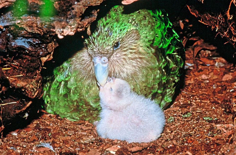 File:Kakapo-Krallen.jpg - Wikimedia Commons
