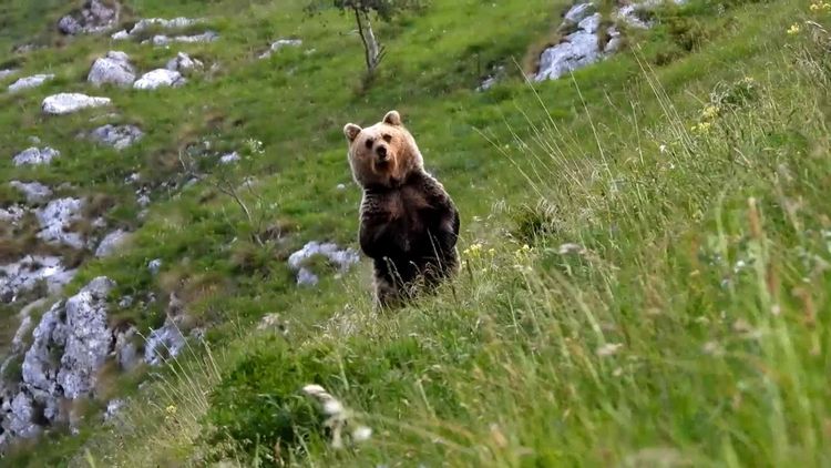 Im Trentino leben mittlerweile rund 100 Bären.