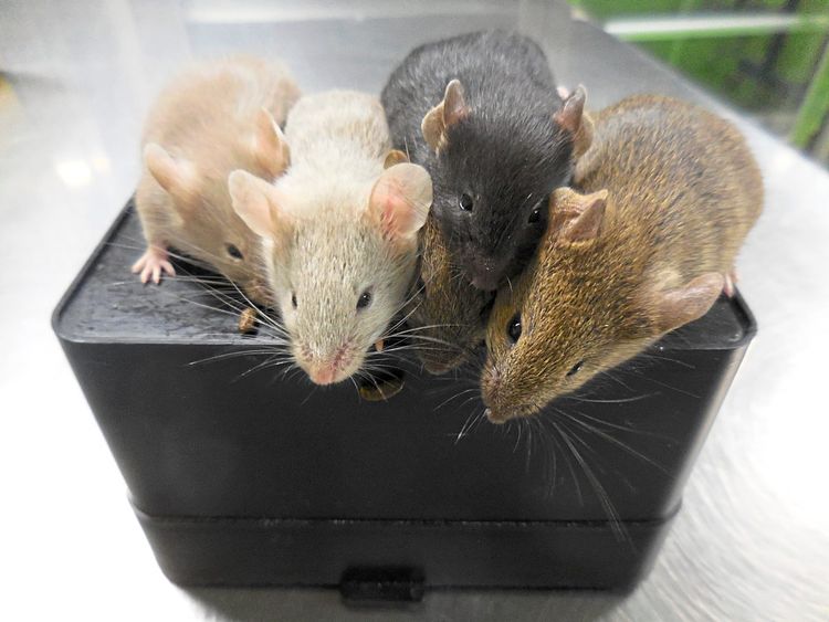 Mäuse im Labor