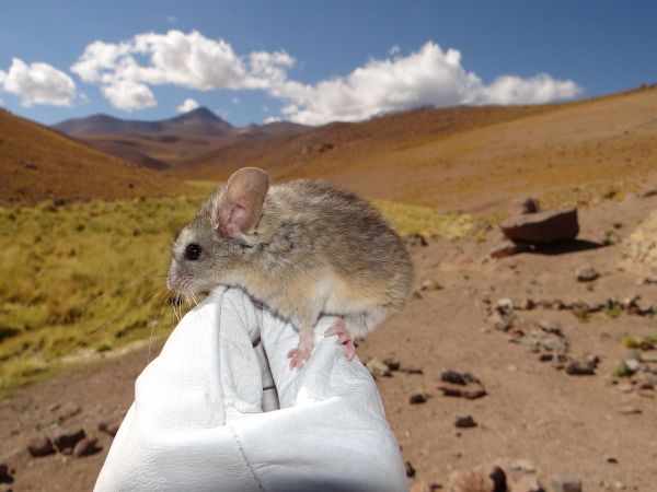 Diese-Maus-lebt-h-her-als-jedes-andere-S-ugetier-der-Welt