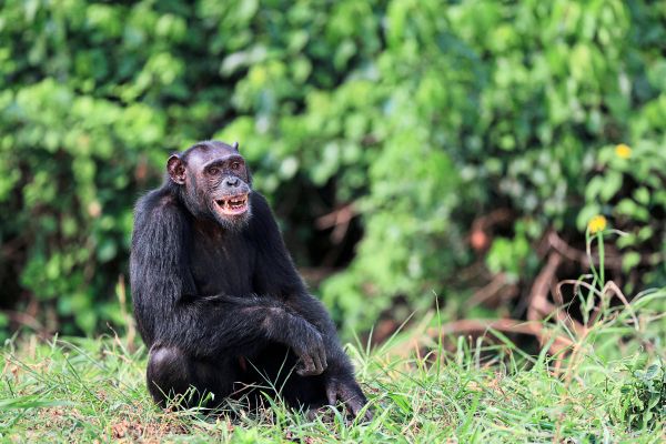 -genie-schimpansin-ai-mit-49-jahren-in-japan-gestorben