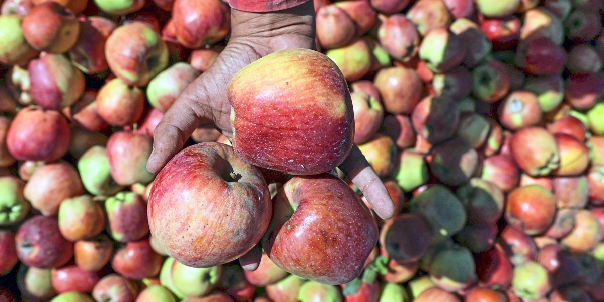 Will there be more old apple varieties in supermarkets in the future?