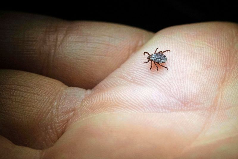 Von Zecken übertragen: Alongshan-Virus erstmals in