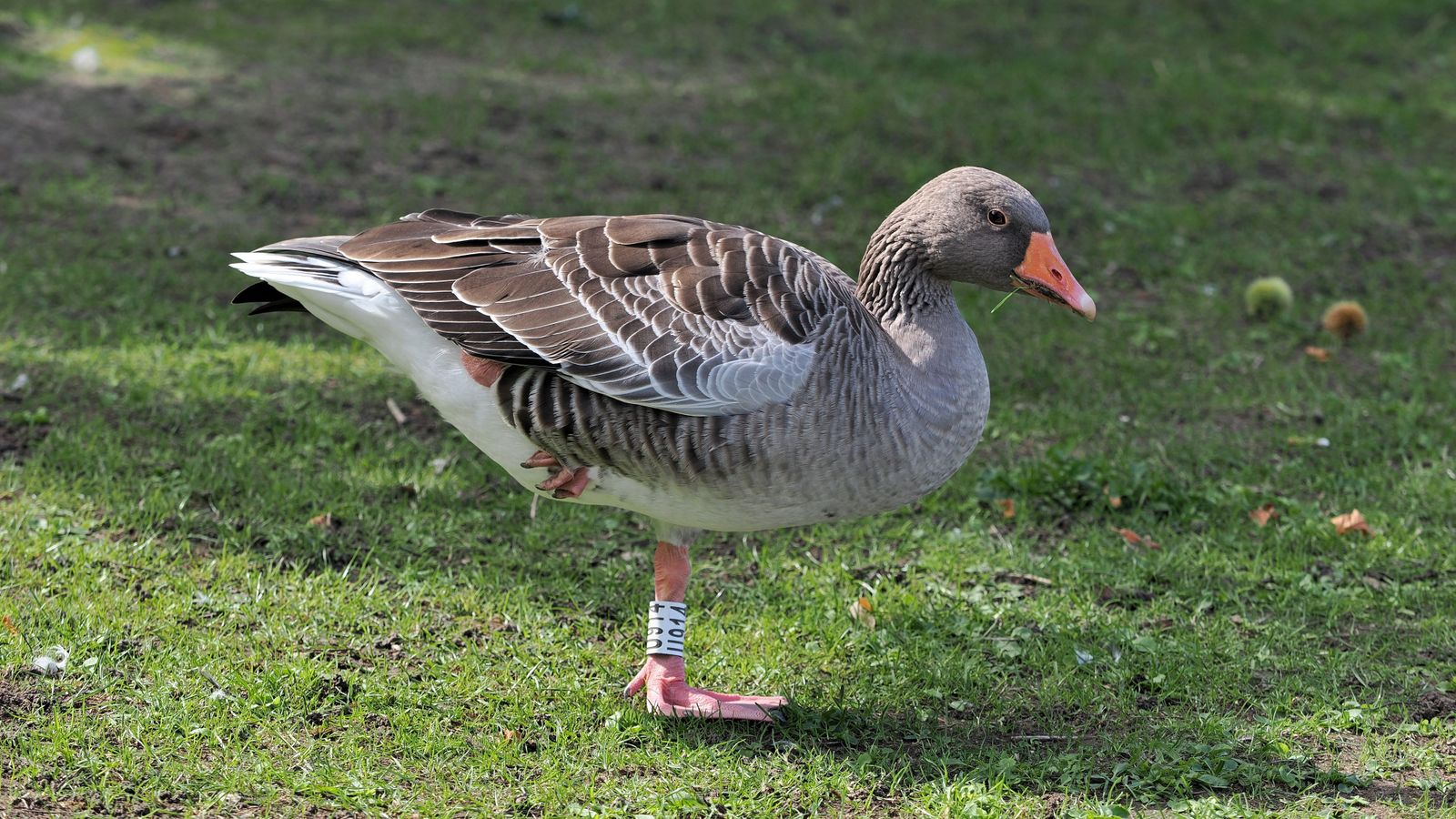 Das Bild zeigt eine Gans, die im Gras auf einem Bein steht. Auf dem Bein ist ein breiter Ring mit Zahlen sichtbar, die Graugans wurde also von Ornithologen beringt.