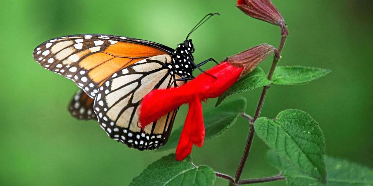 In den USA verschwinden die Schmetterlinge