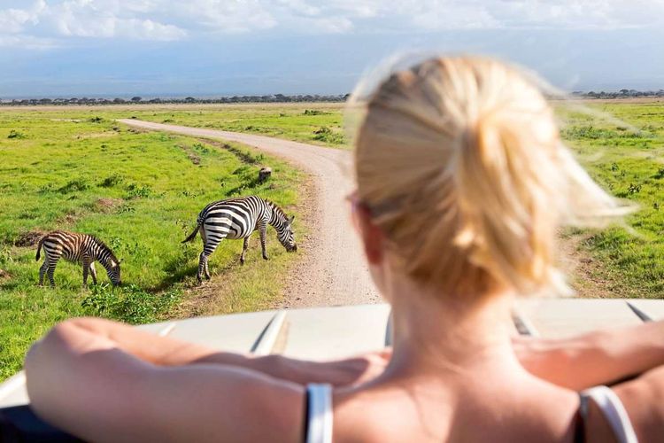 Eine Frau auf Safari sieht aus einem offenen Jeep heraus Zebras