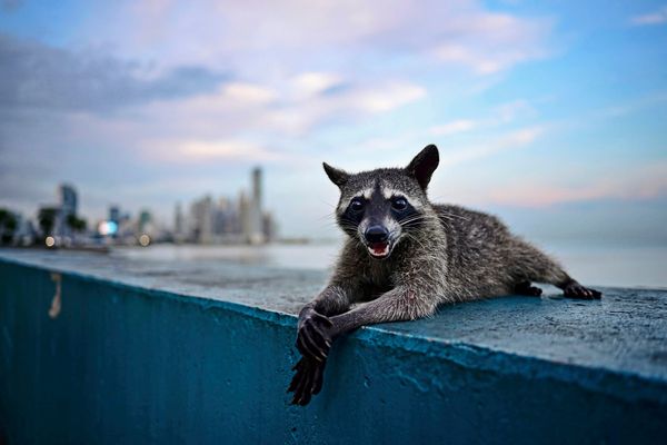 US-Waschb-r-brach-in-Shop-ein-zerbrach-Flaschen-betrank-sich-und-schlief-auf-Toilette-ein