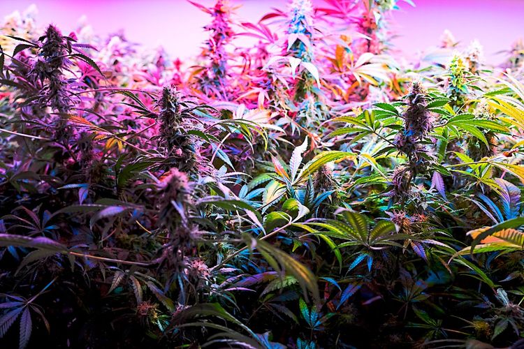 Cannabisplatzen einer Indoor-Plantage unter weißem und pinken Kunstlicht
