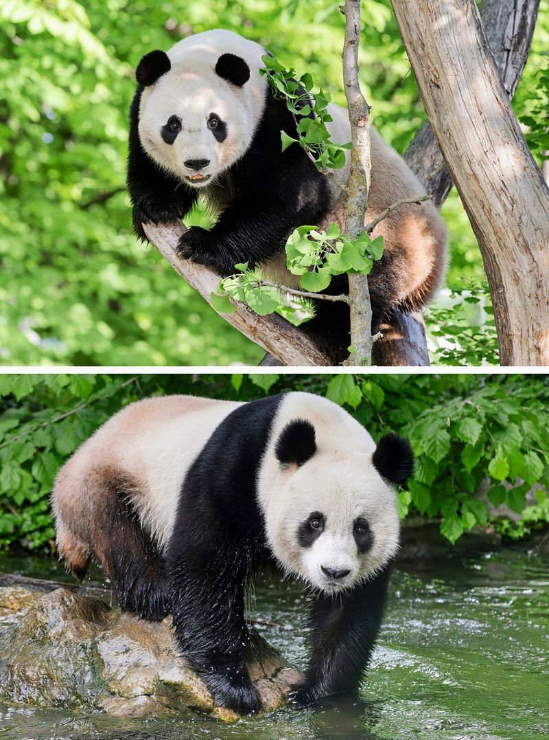 Große Pandas haben sich nach einem Jahr gut in Schönbrunn eingelebt