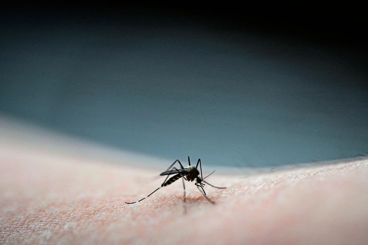 Nahaufnahme einer asiatischen Tigermücke (Aedes albopictus), die auf menschlicher Haut Blut saugt. Unscharfer Hintergrund mit dunklem Farbverlauf.