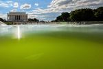US-Wahrzeichen Reflecting Pool: Trump wollte "Ranz" aus Obama-Zeit entfernen, aber schuf Paradies für Algen aeba98a8 1664 406a b919 f57a0841669b