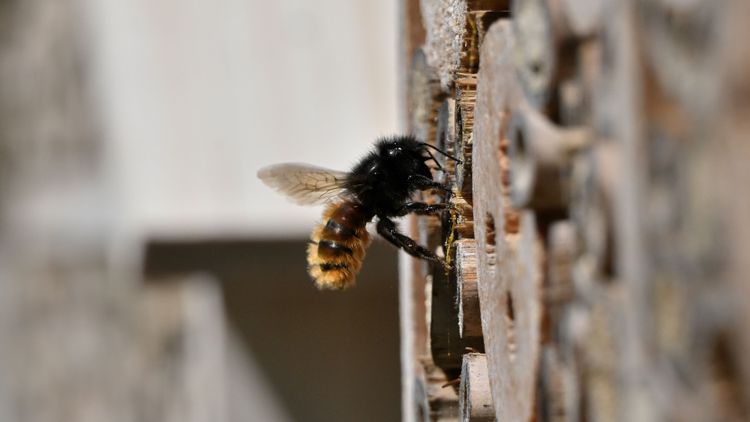 Mauerbiene im Insektenhotel