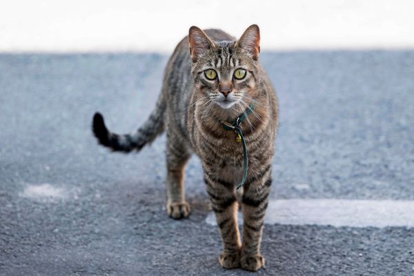 Waymo-hat-seinen-Endgegner-gefunden-Eine-tote-Katze