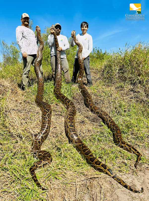 Meilenstein-20-Tonnen-Tigerpythons-aus-dem-Verkehr-gezogen