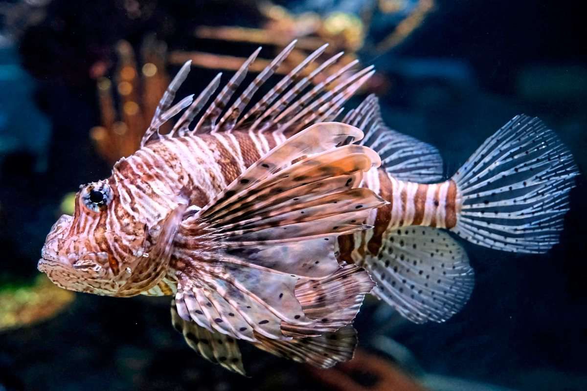 Wie der hochgiftige Rotfeuerfisch rasant das Mittelmeer erobert ...