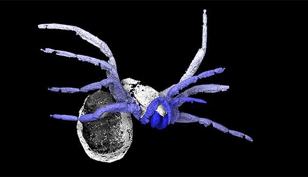 Wissenschaft Natur Palaontologie Derstandard At