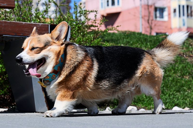 Hunde und Katzen in der EU müssen gechippt werden