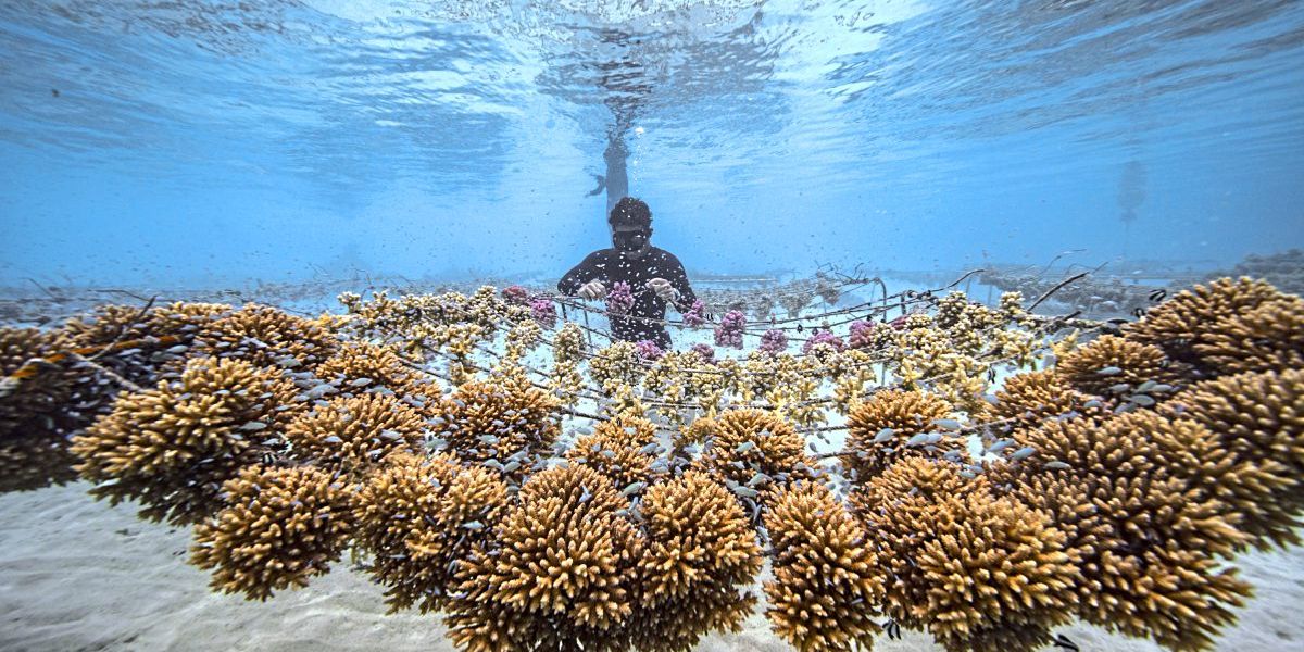 Die Korallengärtner vom Ende der Welt