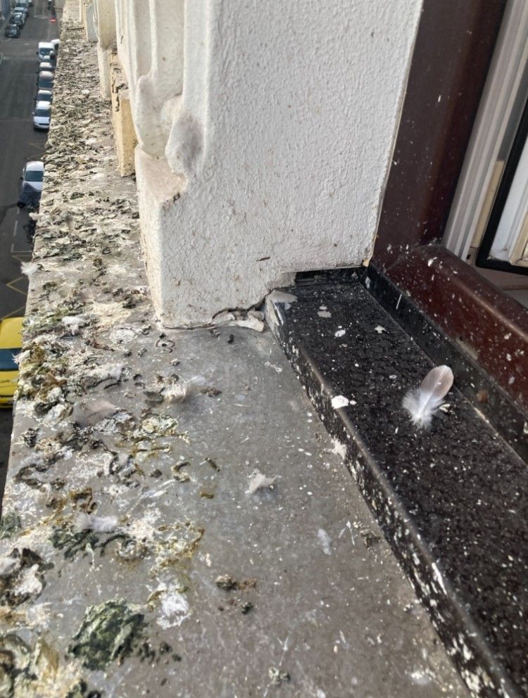 wann soll man kirschlorbeer dngen Kirschlorbeer Dnger