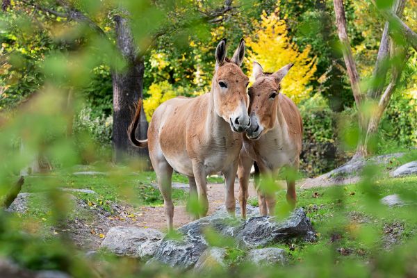 -Extrem-seltene-Wildesel-erstmals-im-Tiergarten-Sch-nbrunn-zu-sehen