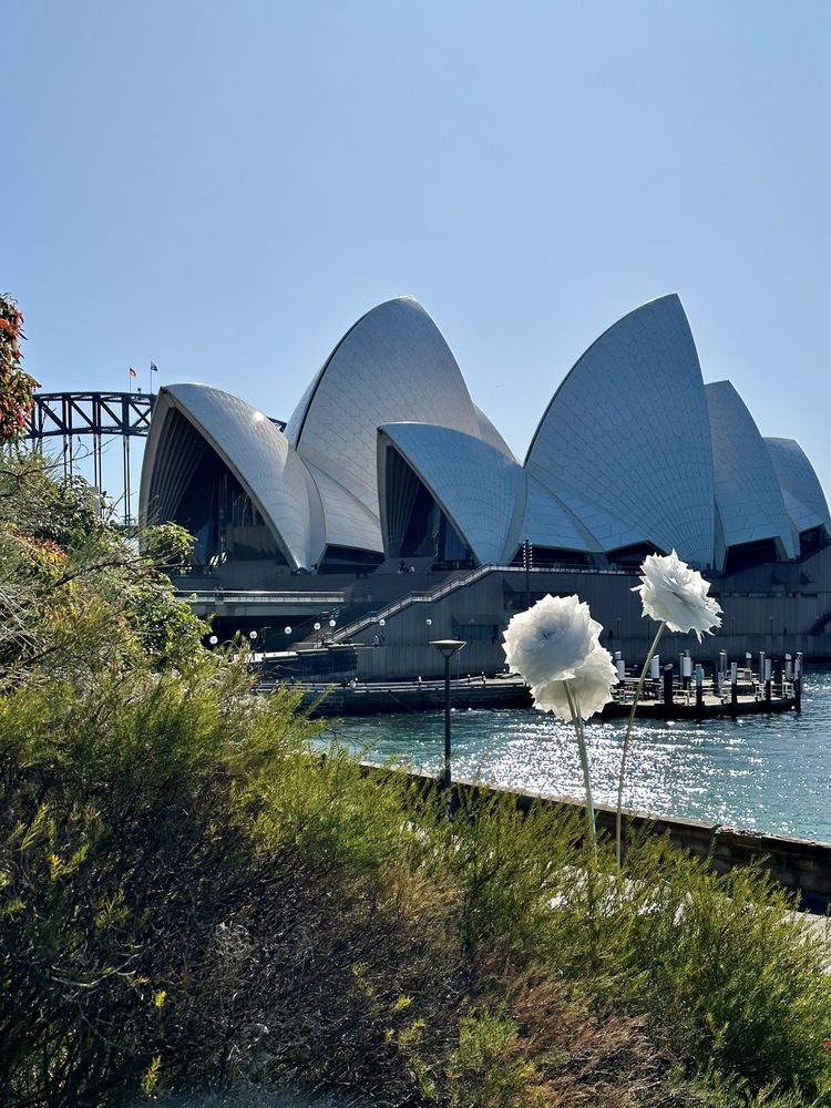 Schöner kann man sich Sydney nicht denken, als in diesem milden Winter! Blick vom Royal Botanic Garden auf Opera House und Harbour Bridge im Hintergrund, beleuchtet von der Mittagssonne, die im Norden steht. Im Vordergrund überlebensgroße Blumen als Teil der Lightshow vivid Sydney 2023. 