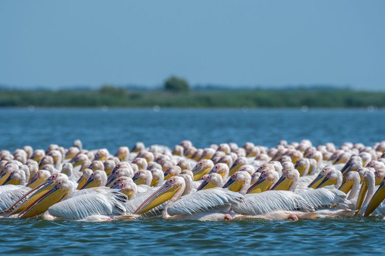 Über 10 000 Brutpaare der Rosa Pelikane leben im Donaudelta. Die Landschaft und die Vogelwelt gehören für mich zu den schönsten Europas. Die Menschen sind freundlich, das Essen ist köstlich. Eine Woche im Donaudelta zu verbringen ist immer wieder schön. Rumänien, Donaudelta im Mai 2023