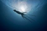 In den Unterwasserschluchten vor Westaustralien verbergen sich Riesentintenfische