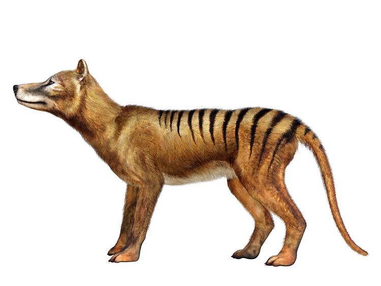Digitale Rekonstruktion eines Beutelwolfs oder Tasmanischen Tigers, Thylacinus cynocephalus.