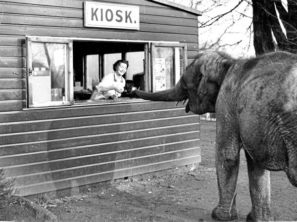 warum-elefanten-so-erstaunlich-geschickt-mit-ihrem-r-ssel-sind