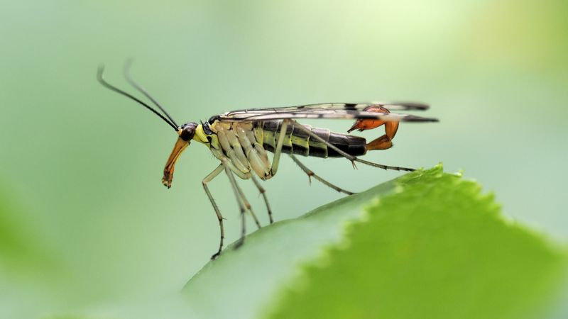 Die Skorpionsfliegen sind wieder auf Tour