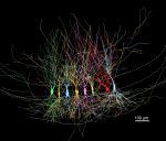 Neuronales Netzwerk im Hippocampus