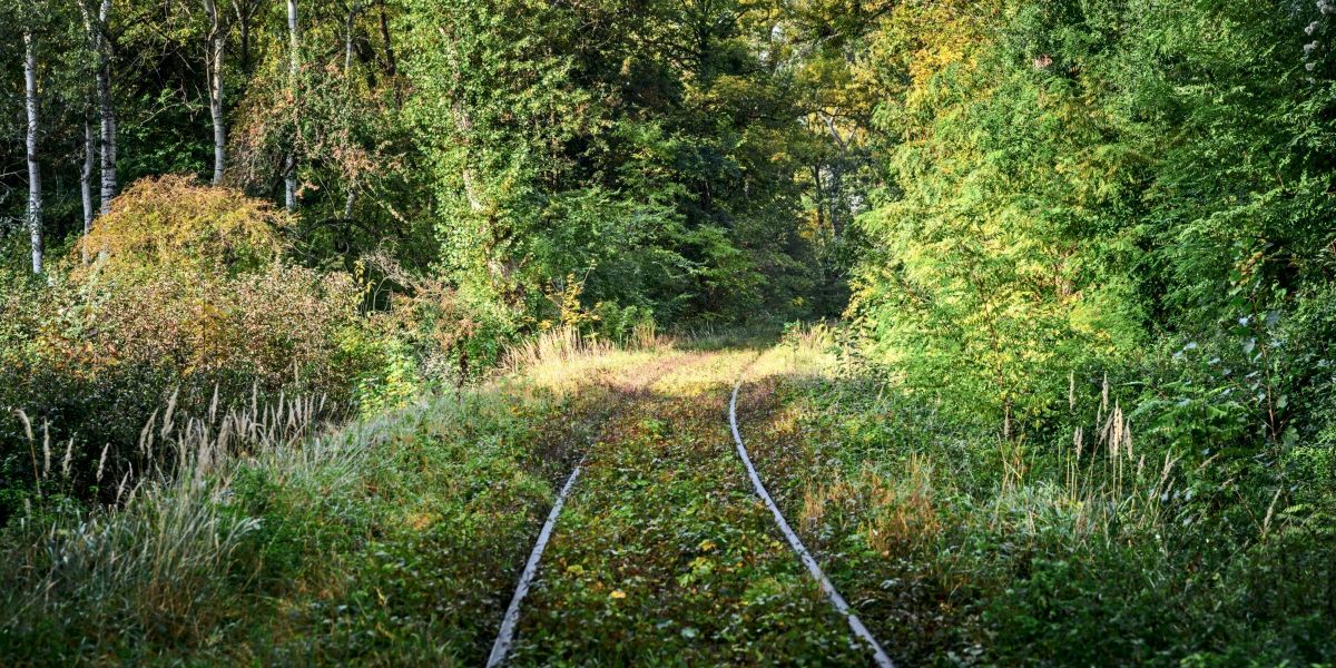 Wie viel ist uns Renaturierung wert? Der Sommer gibt uns die Antwort