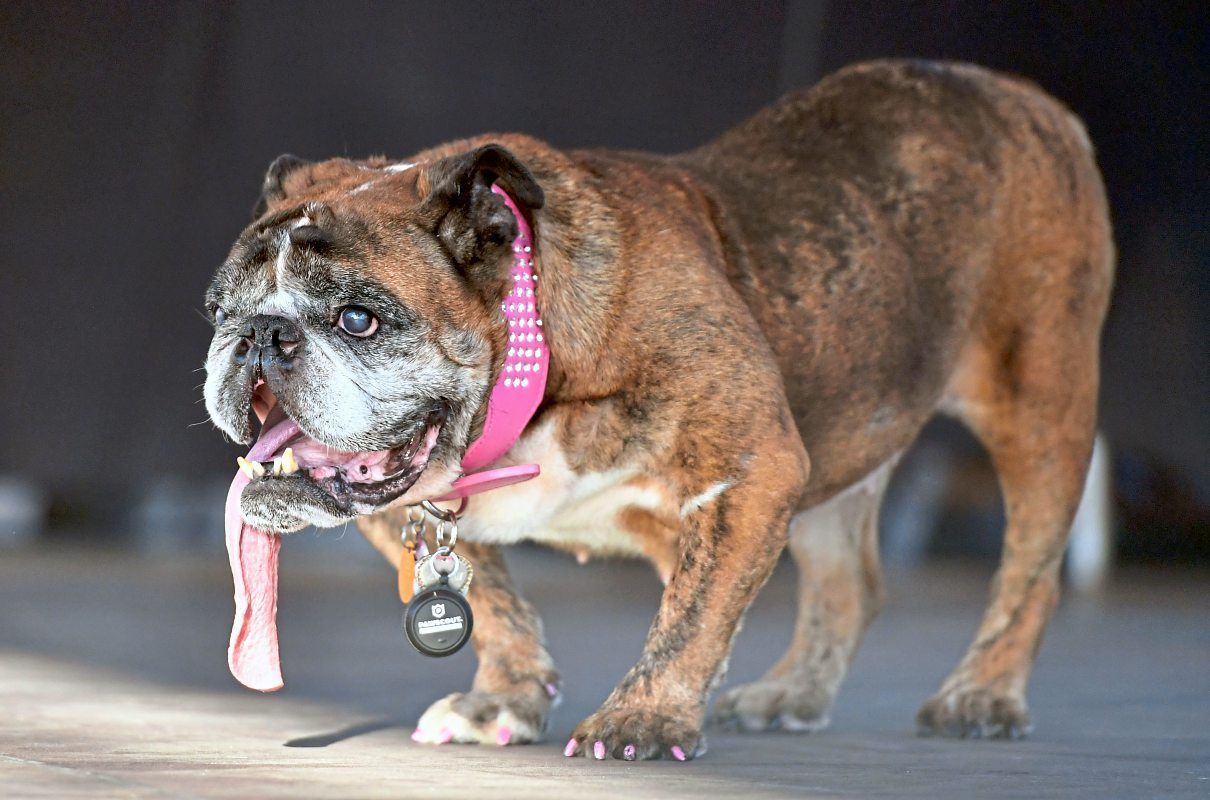 Bulldogge &quot;Zsa Zsa&quot; ist &quot;hässlichster Hund der Welt&quot; Panorama Tiere