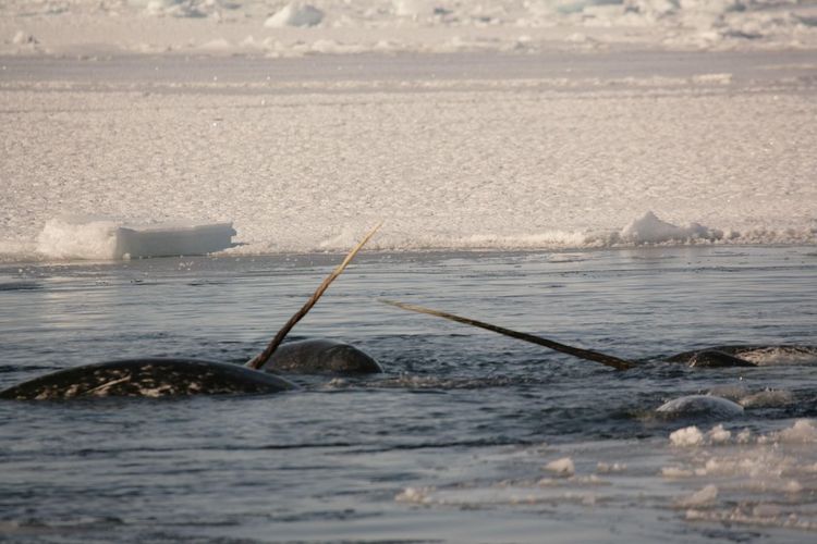 Zwei Narwale halten ihre Stoßzähne aus dem Wasser, dahinter ist Meereis.