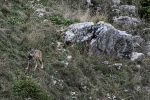 Wölfe im Abruzzen Nationalpark