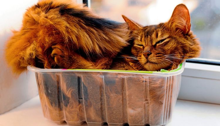 Die magische Anziehungskraft von Schachteln und Boxen auf Katzen - Natur -  derStandard.de  Wissen und Gesellschaft