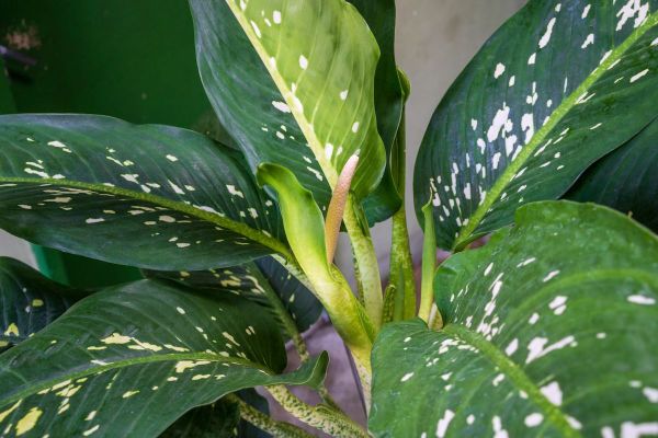 Wie-Nazis-millionenfache-Sterilisierungen-mittels-einer-Zimmerpflanze-planten