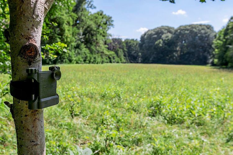Ein Rekorder für akustisches Monitoring ist an einem Baumstamm befestigt, mit Blick auf eine grüne Wiese im Nationalpark Donau-Auen. Im Hintergrund sind Bäume und ein blauer Himmel zu sehen.