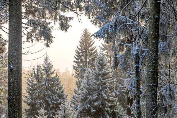 schnee-und-bis-zu-minus-zehn-grad-kommende-woche-herrscht-winterwetter-in-sterreich