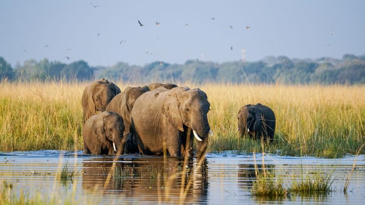 Traumhafte Szene an Chobe River in Botswana! Eine Elefantenherde bewegt sich durch das Wasser, begleitet von vielen Vögeln in der Luft,  an uns vorbei! Aufgenommen im Juni 2023 auf unserer Rundreise durch das Dreiländereck Namibia,Botswana und Simbabwe.