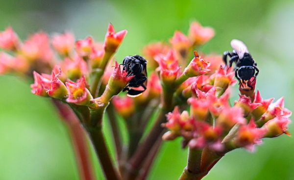 Drei-Gute-Minuten-Weniger-Lichtverschmutzung-und-Schutz-f-r-Bienenart