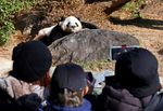 Die erste Panda-lose Situation in Japan seit einem halben Jahrhundert 7add97b9 d16d 442b b921 a87991882d39