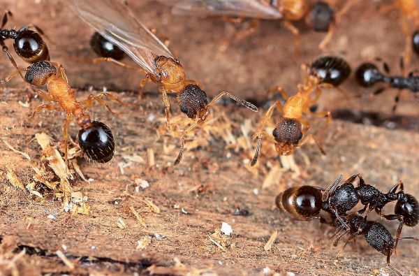 Nur-K-niginnen-Eine-Ameise-schafft-die-M-nner-ab