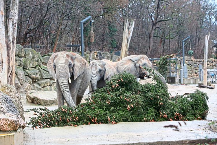 Elefanten fressen alten Christbaum im Tiergarten Schönbrunn.