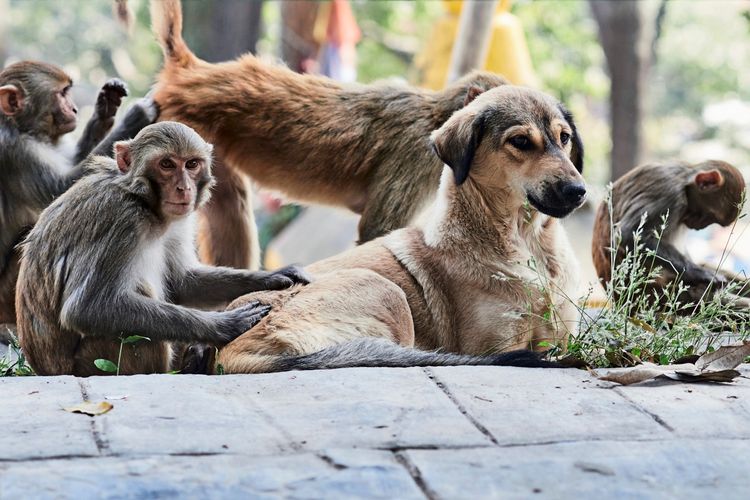 Eine Gruppe von Affen interagiert mit einem Hund, der entspannt auf dem Boden liegt. Ein Affe berührt den Rücken des Hundes, während andere Affen im Hintergrund beschäftigt sind. Die Szene spielt sich in einer natürlichen Umgebung mit Vegetation im Hintergrund ab.