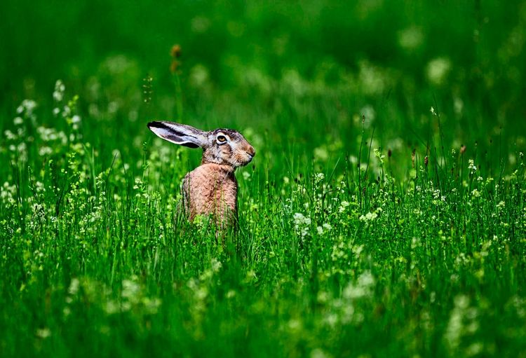 Ein Feldhase (Lepus europaeus) sitzt auf einer grünen Wiese im Oderbruch, Brandenburg, umgeben von Gras und Wildblumen. Im Hintergrund verschwimmt die Landschaft in unscharfem Grün.