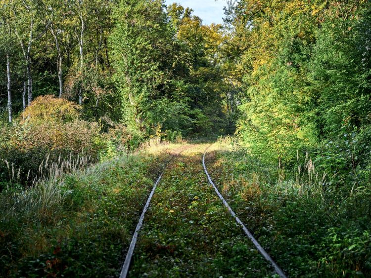 Ein überwucherter, stillgelegter Bahngleisabschnitt, umgeben von dichtem, grünen Wald und Vegetation, mit einfallendem Sonnenlicht, das die Natur erleuchtet.