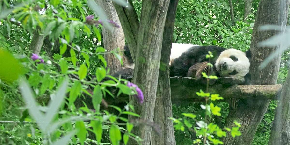 Lan Yun und He Feng: Panda-Paar im Tiergarten Schönbrunn angekommen