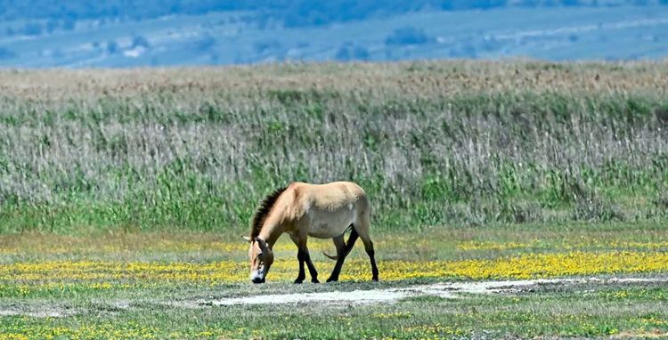 Przewalski-Pferd vor Schilf und hohem Gras