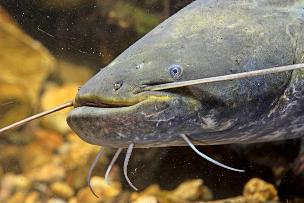 F-nf-Badeg-ste-gebissen-Bayrischer-Polizist-erschoss-Zwei-Meter-Fisch